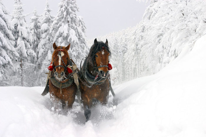 Skiurlaub & Winterurlaub in Radstadt, Ski amadé – Pferdeschlittenfahrten