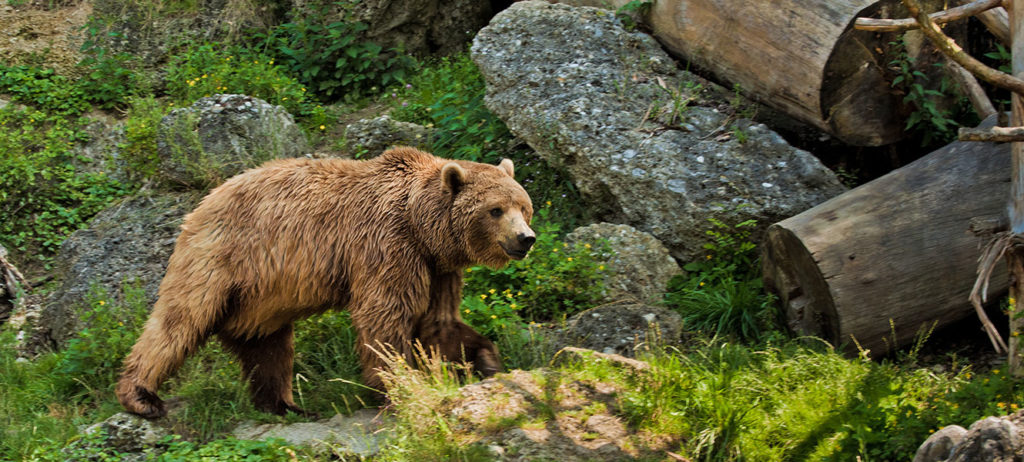 Tagesausflüge in Radstadt & im Salzburger Land - Wildparks & Zoos