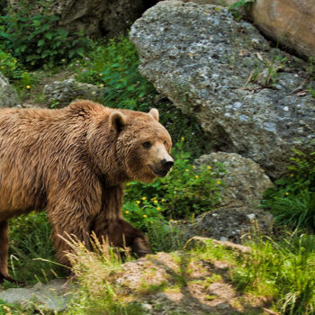 Tagesausflüge in Radstadt & im Salzburger Land – Wildparks & Zoos